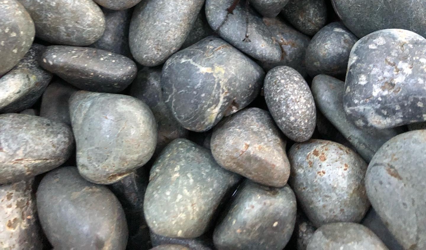 神社で出会った“金色の生物”→「たぶん神です」と感動していたが……？　まさかの正体に「いい事ありそう！」「羨ましい！」（1/3） | その他生き物 ねとらぼ