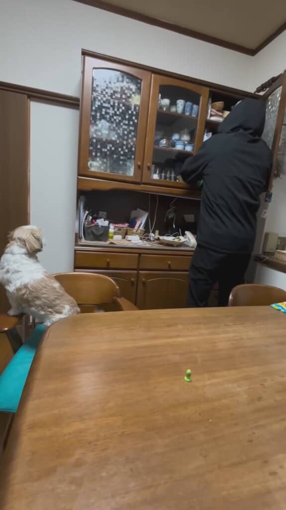 見つめるハナちゃん