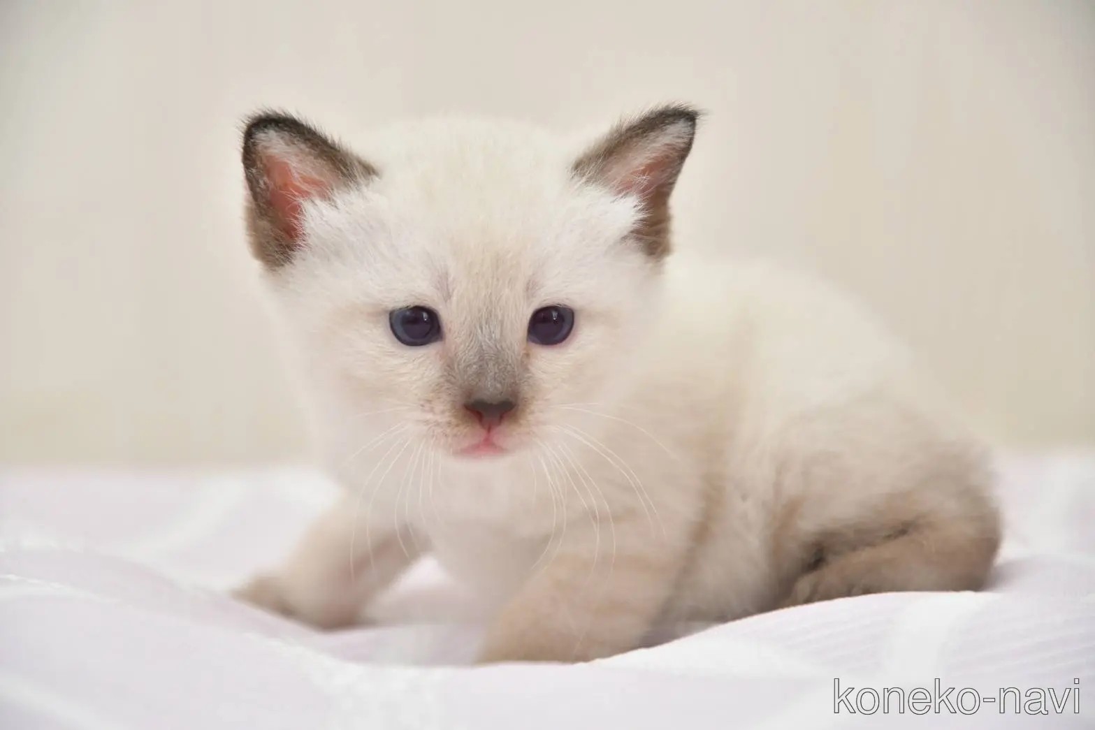今人気の「猫種」ランキングTOP24！ 第1位はネコ版ダックスフンドの