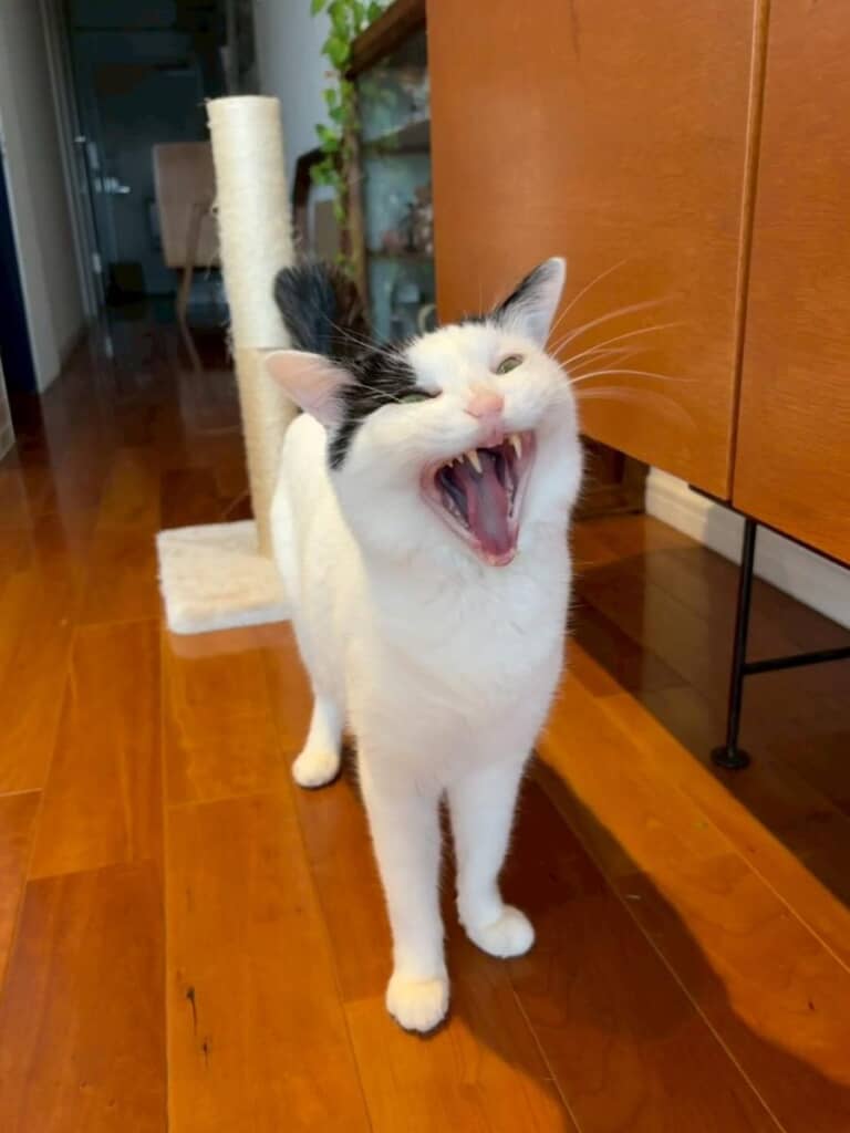 大きなお口でおしゃべり？