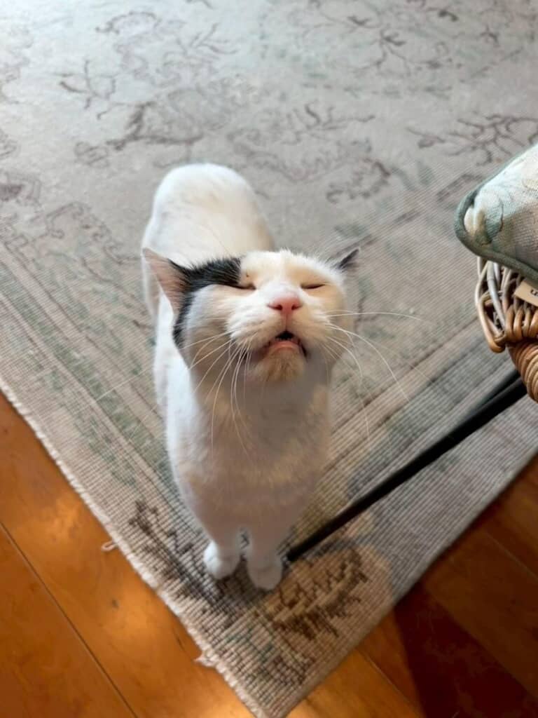 幸せそうな表情だ