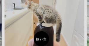 飼い主の上に猫が乗っている写真
