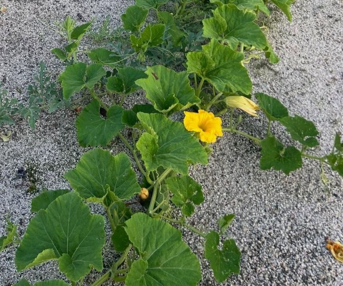 ちょっと目を離した隙に畑が……　「えっ嘘やろ」信じられない光景に「これはショック」「あいつら賢いねん」 | ライフスタイル ねとらぼ