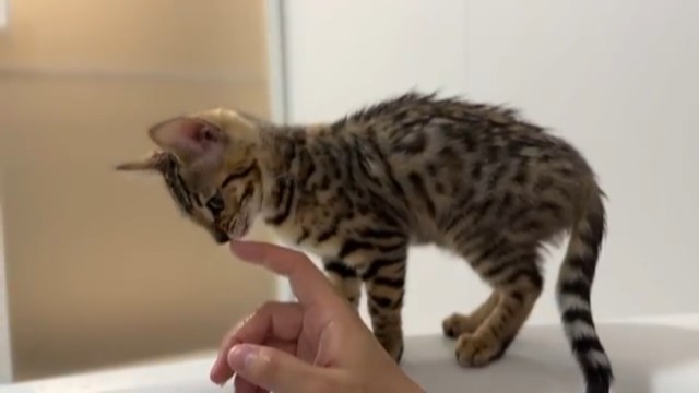 指についた水滴をペロペロ