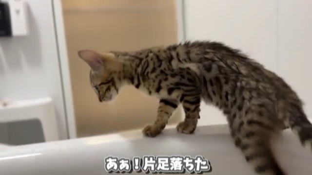 あ！　片足が落ちちゃった