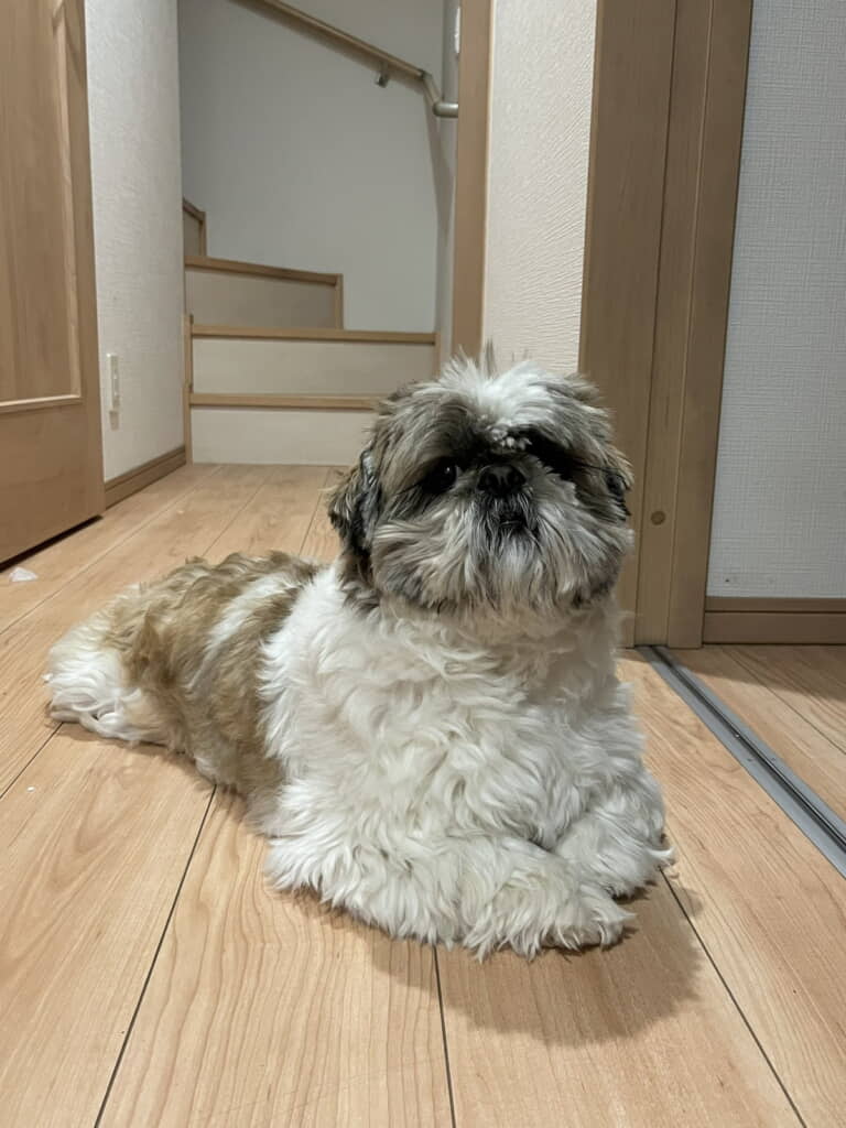 スフィンクスたぬきちくん
