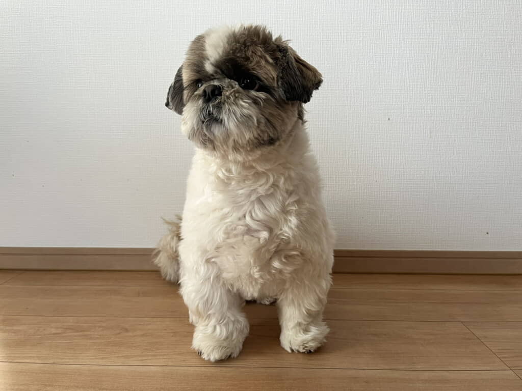 モデルさんかな？
