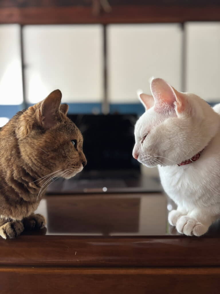 「首脳会談…ﾆｬ」