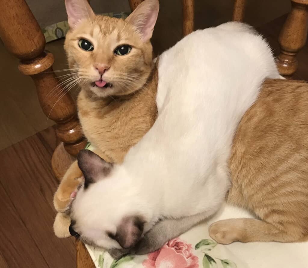 雪のように真っ白だった背中が……