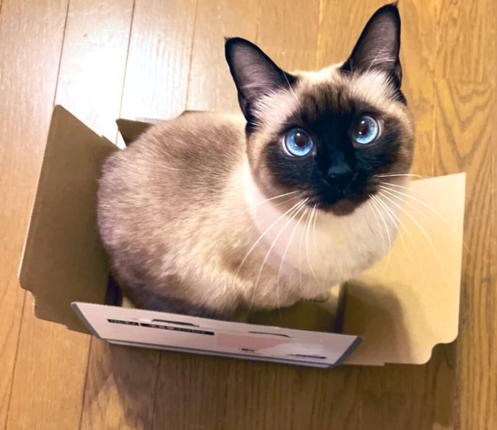 箱入り娘のなみちゃん