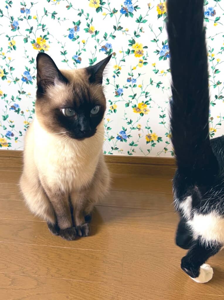 ピンと伸びたしっぽを凝視するなみちゃん