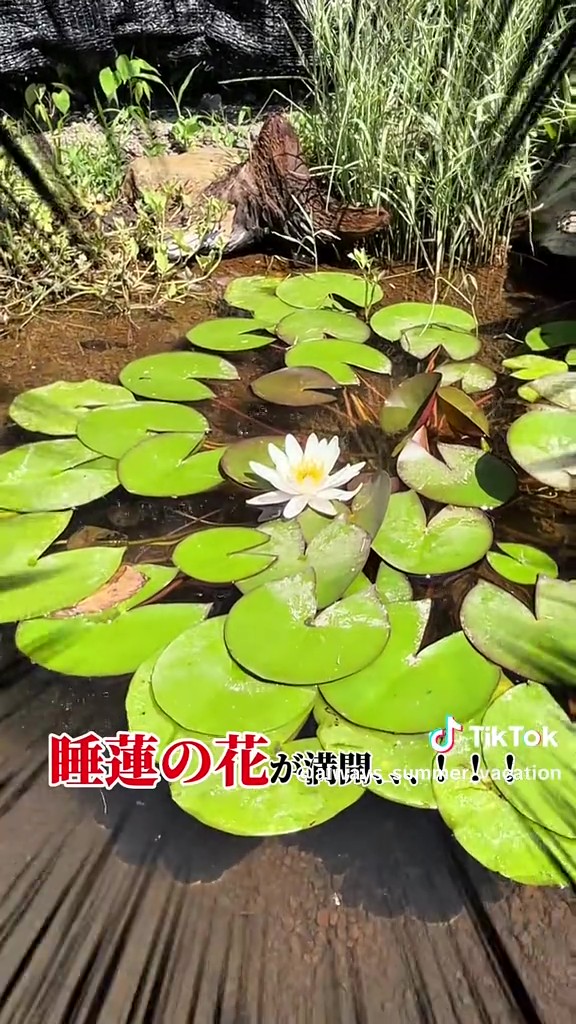 スイレンの花が！