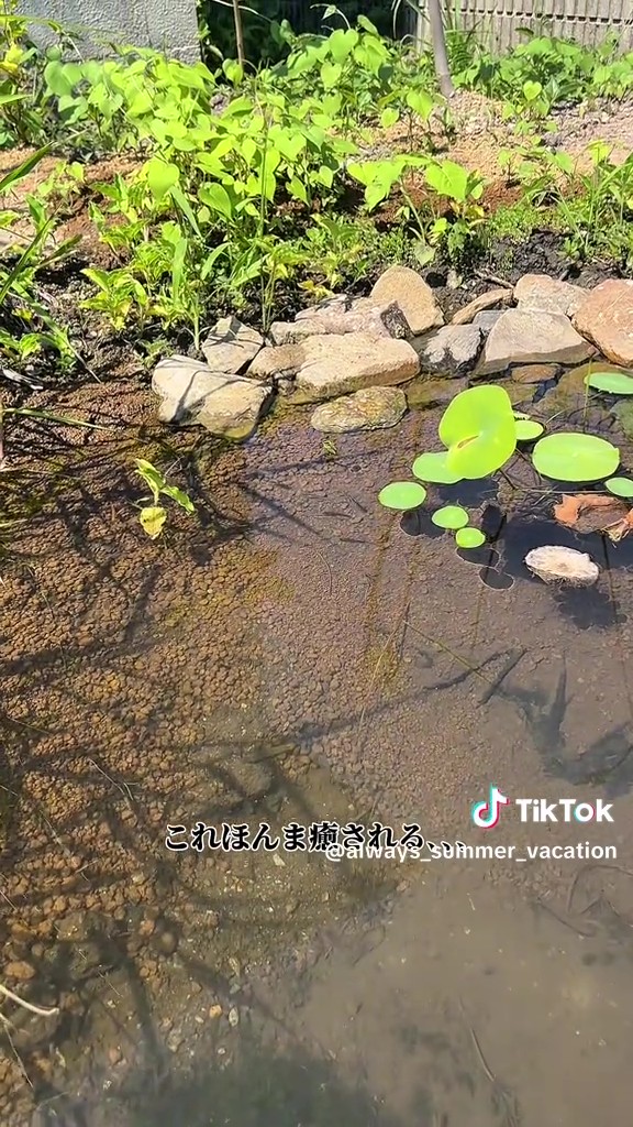 メダカも気持ち良さそう