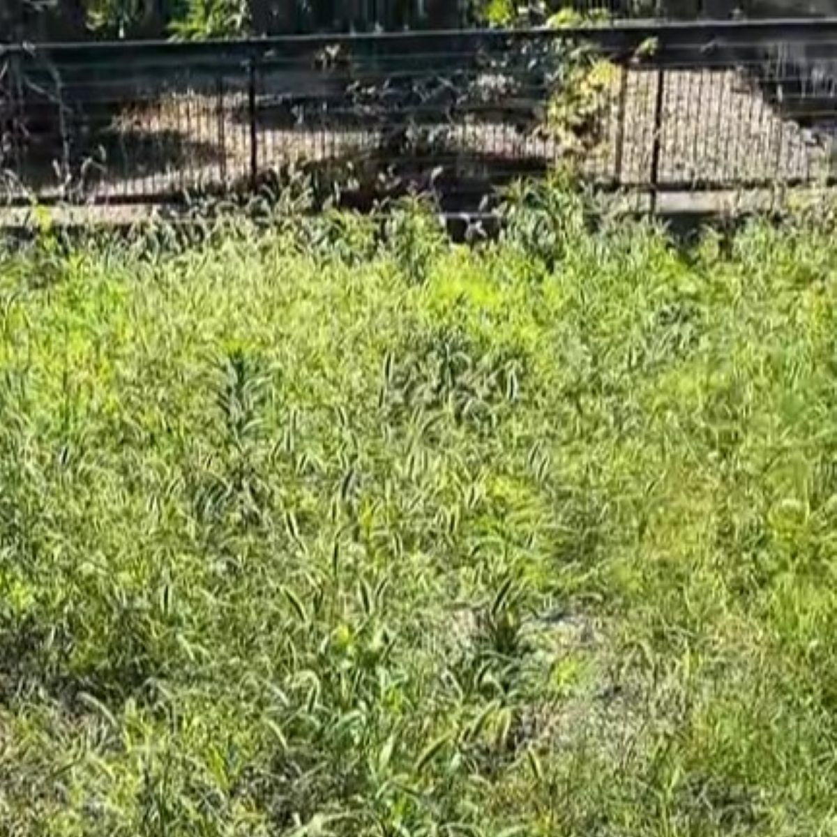 雑草ボーボーだった“ばあちゃん家の庭”→孫がスコップ1本でDIYしたら……　1カ月後、まさかの光景に「羨ましぎる」「努力の賜物やな」 | リフォーム・リノベーション・DIY ねとらぼ