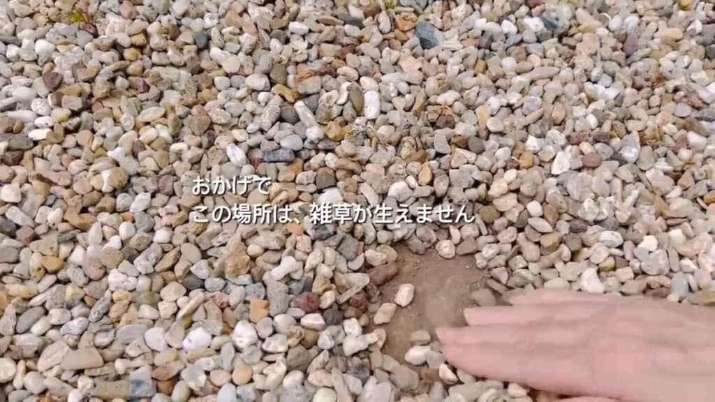 砂利をどかしてバサモルを見せてくれている