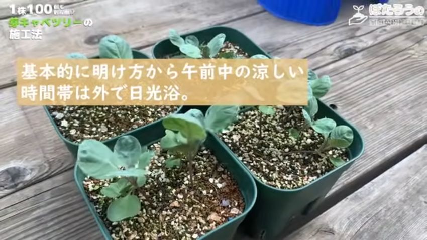 ポットで育つ芽キャベツの苗