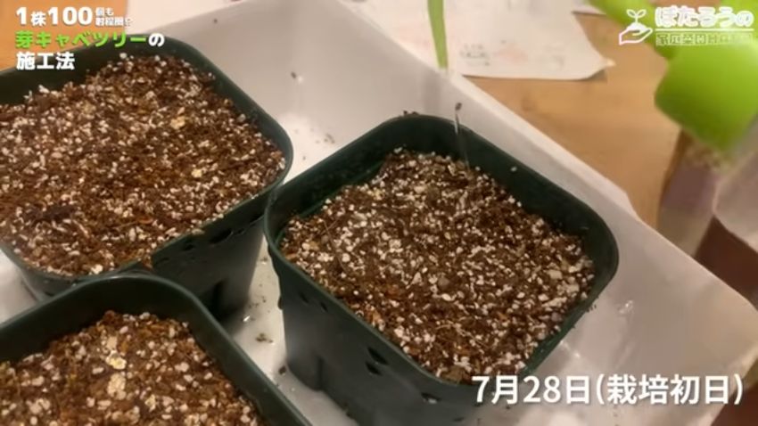 種をまいた直後の様子