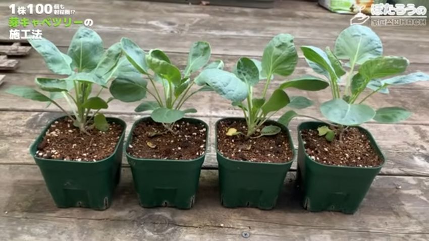 間引かれて残った4株