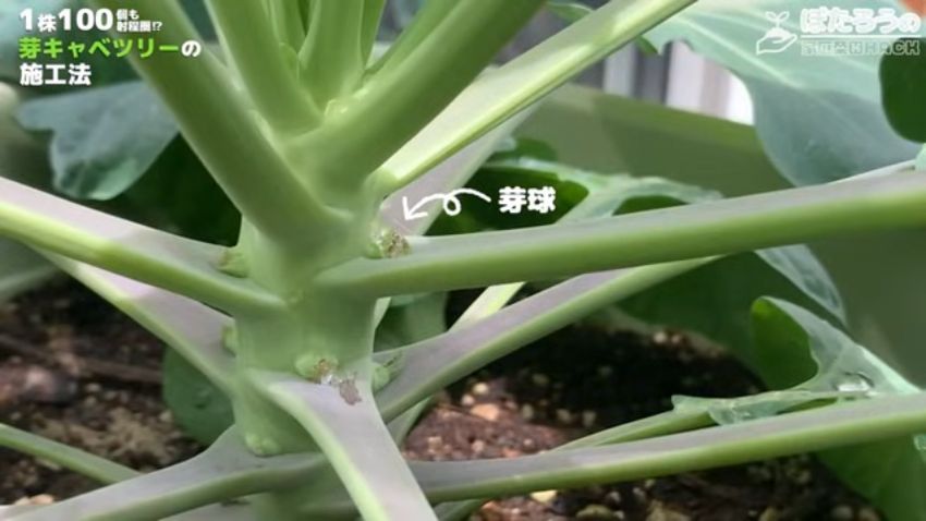 芽キャベツに発生した芽球