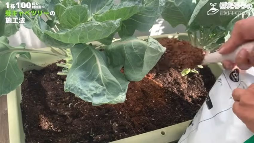 葉を取った後に土を追加する