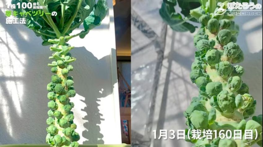 日光に当て続けて育った芽キャベツ