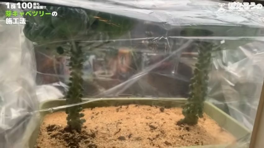 透明な袋をかぶせて防寒対策