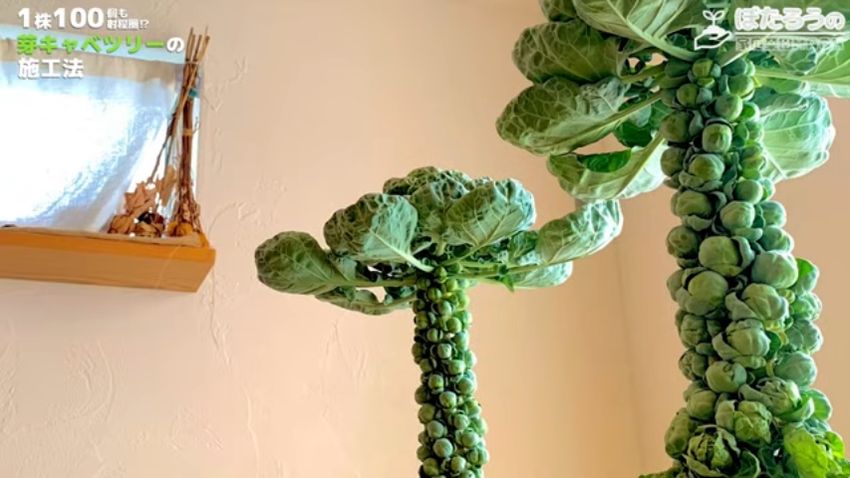 芽球がたくさんなっている成長した芽キャベツ