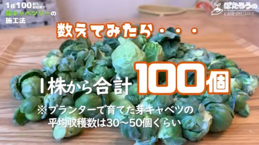 1株から100個の芽キャベツが採れた