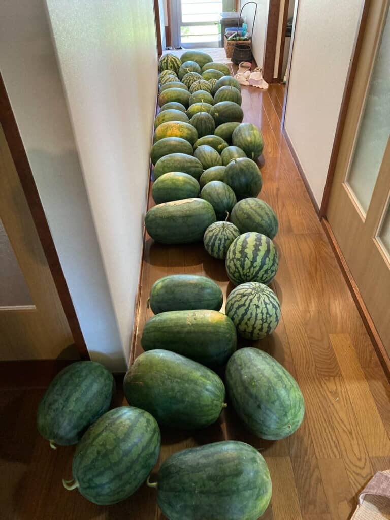 スイカが廊下にいっぱい！