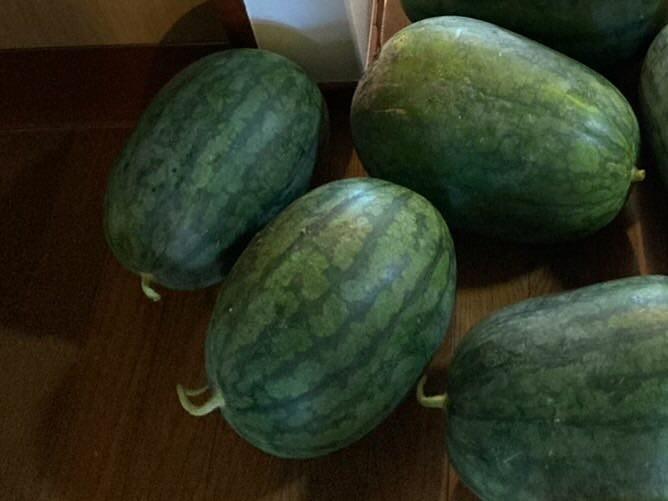 立派なスイカができました