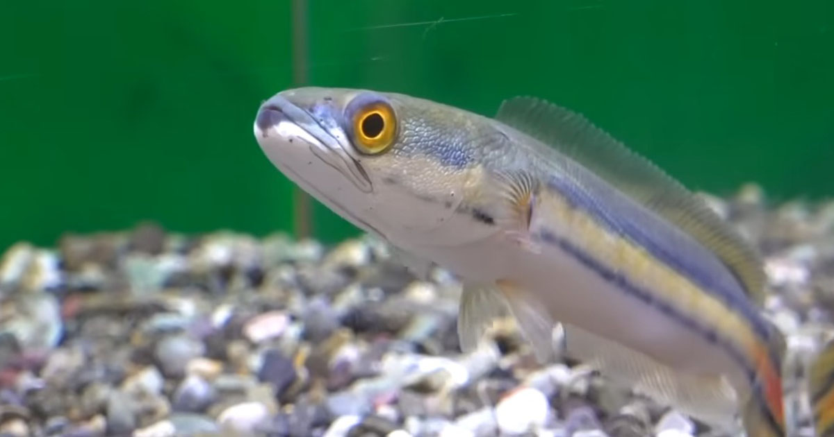 世界最大種のライギョの幼魚→大切に育てて10カ月後……　迫力ある姿に「良すぎる」「きれいで最高ですね！」（1/3） | その他生き物 ねとらぼ