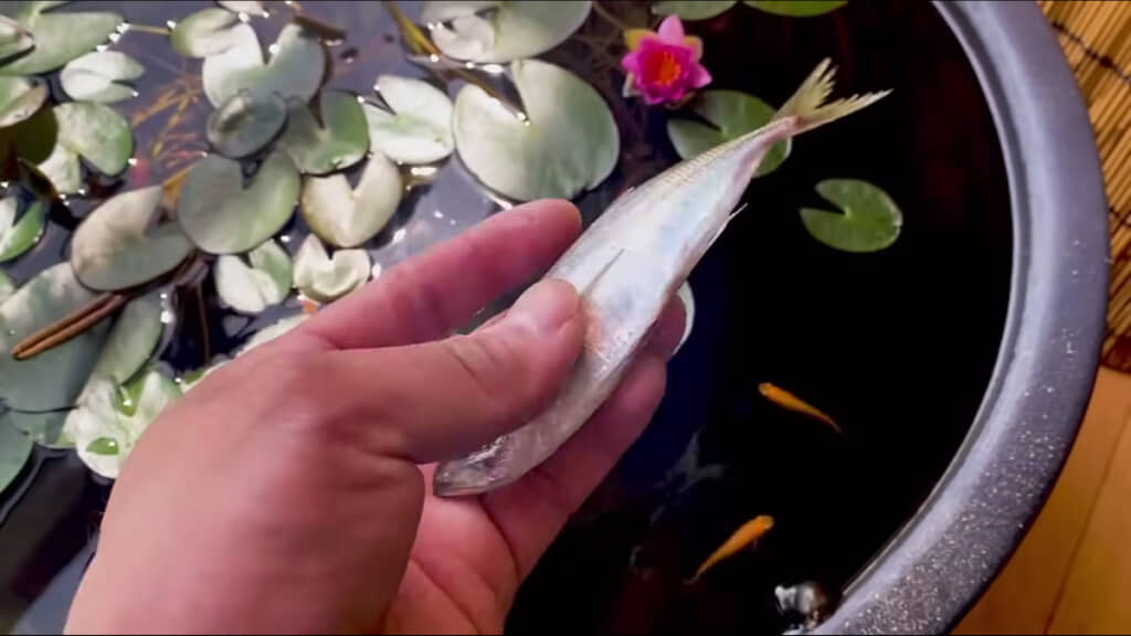 ビオトープ内にアジを投入