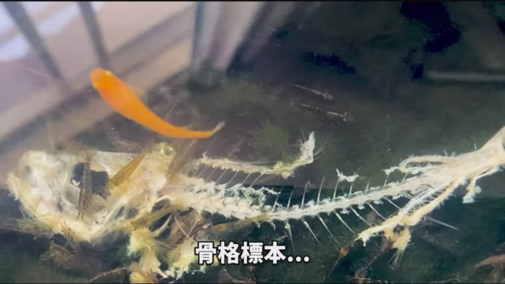 アジは骨格標本のように