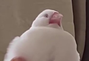 てんちゃんが眠っている場所とは……