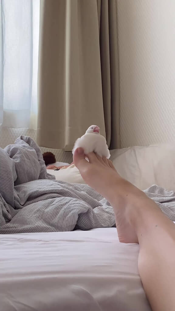 飼い主さんの足の指の上でした