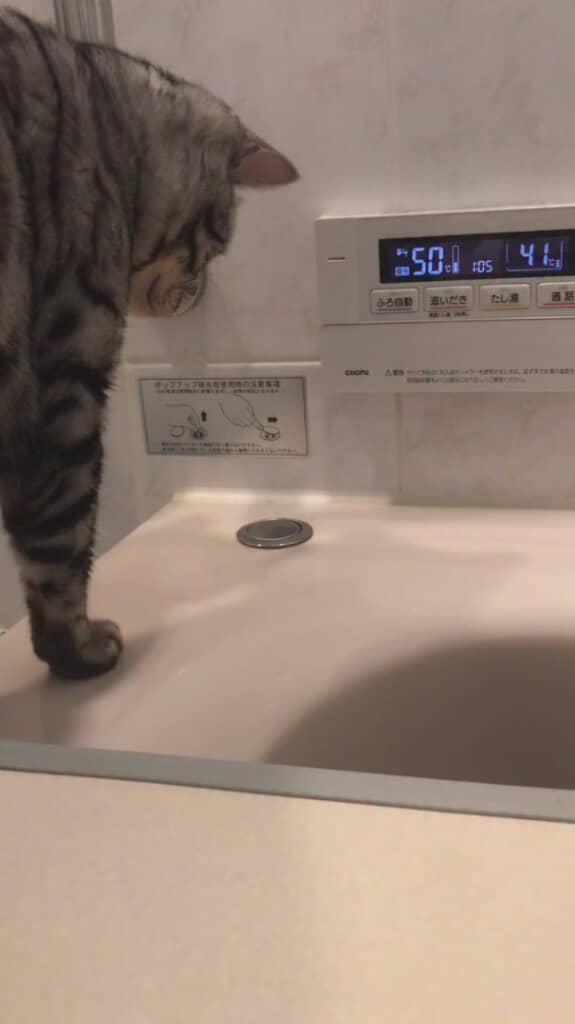 何かをジッ……と見つめるベルちゃん