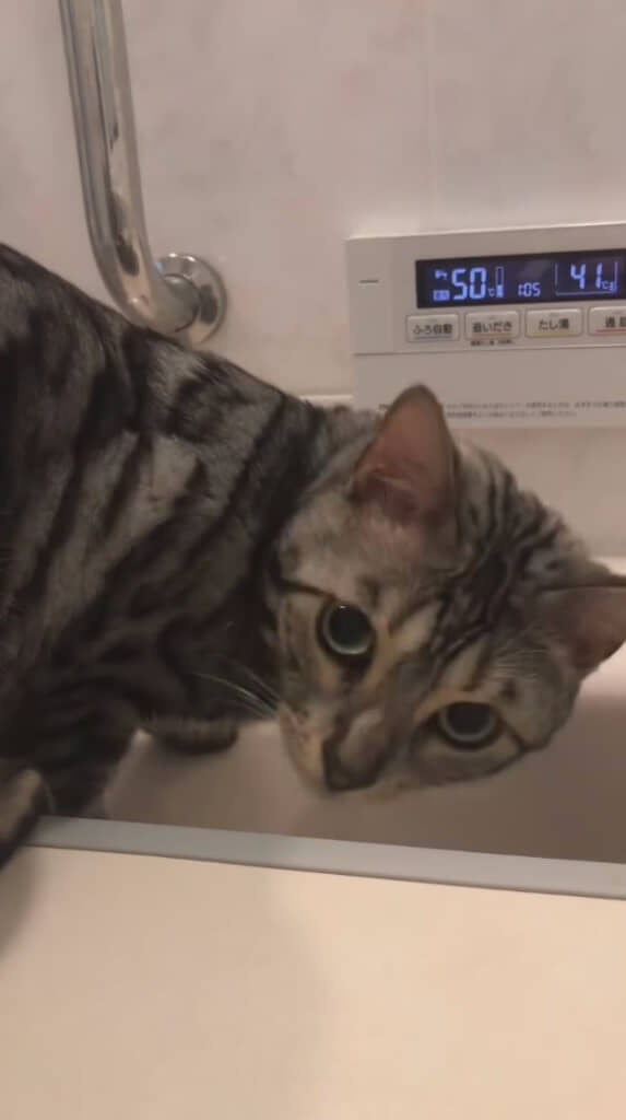 飼い主さんへのドヤ顔も忘れません