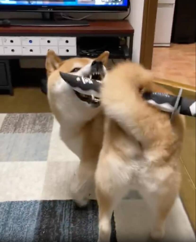 刀を抜こうとしますが……なかなか届きません