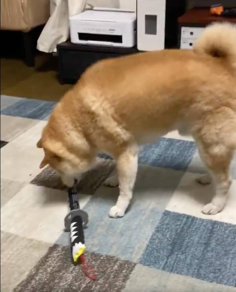 犬柱の誕生です