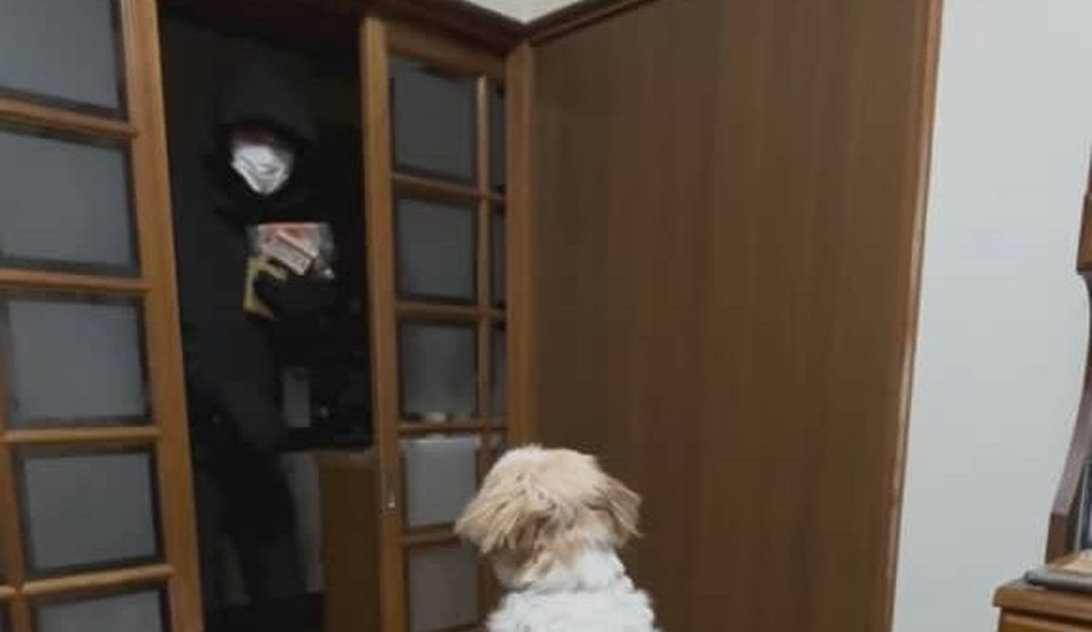 シーズーに番犬を頼んだら……　「草www」まさかの検証結果に爆笑「吹き出しました」（1/3） | 犬 ねとらぼ