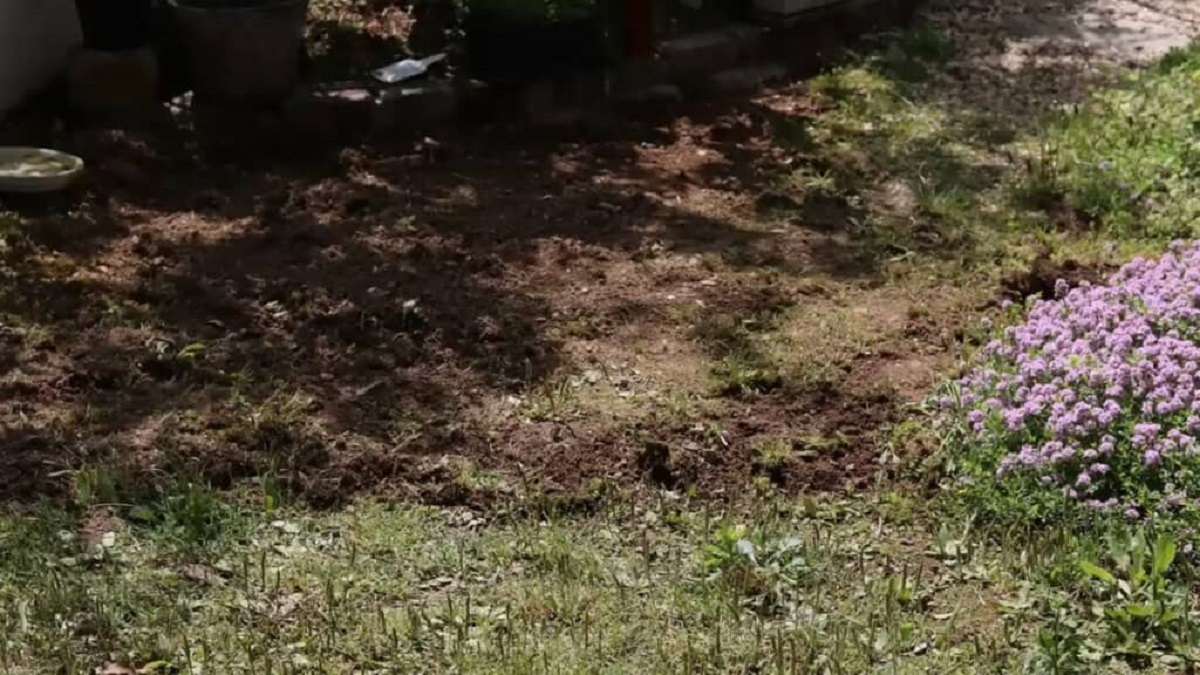 出るのがイヤになるほど荒れた庭を“最強DIY”したら……　「涙が出ます」見違える景色に「アイデアに脱帽」（1/3） | リフォーム・リノベーション・DIY ねとらぼ