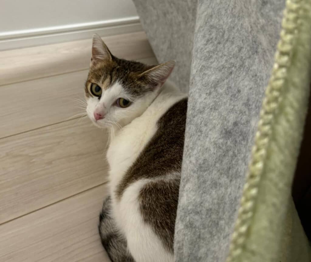 緊張した様子のすきやきちゃん