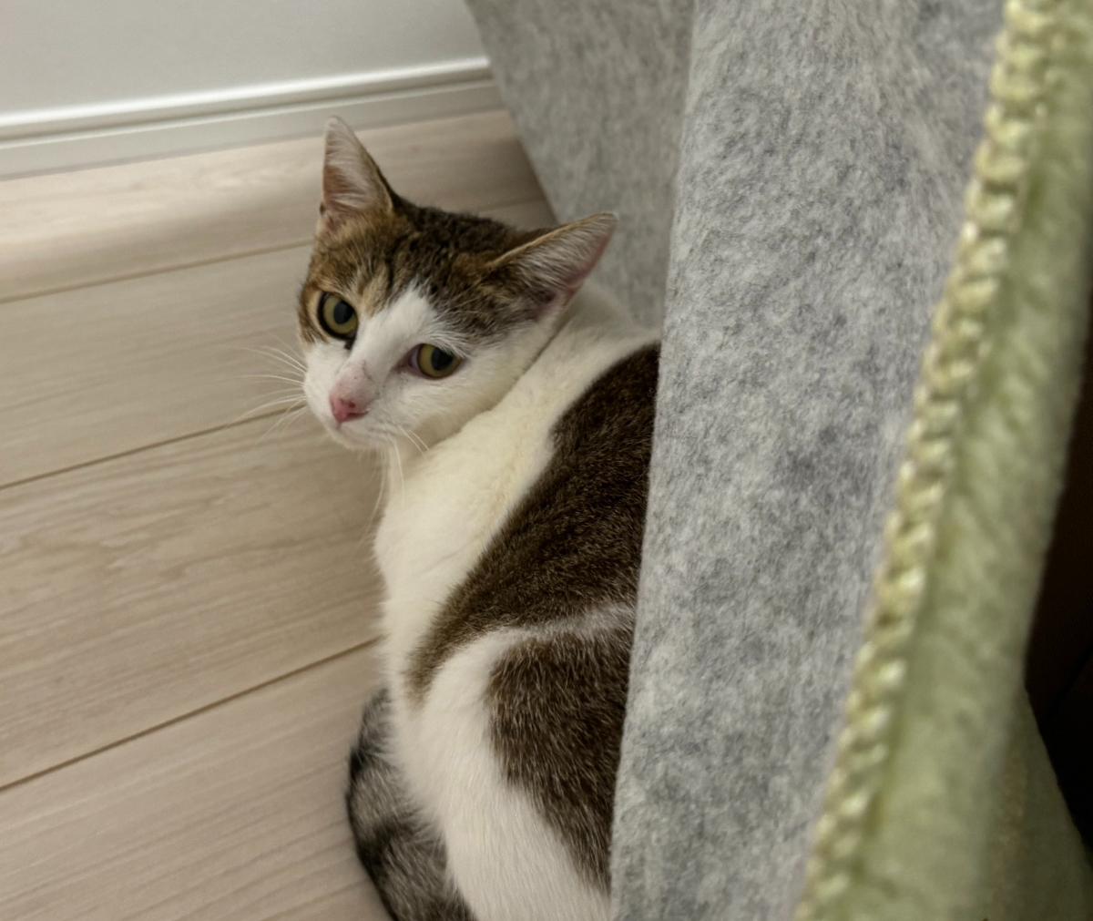 寒冷地の軒下で凍える野良母猫→9カ月後……　感涙のビフォーアフターに「感無量」「表情の変化すごい」（1/3） | 猫 ねとらぼ