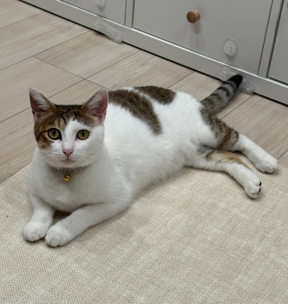 現在は穏やかな表情になったすきやきちゃん