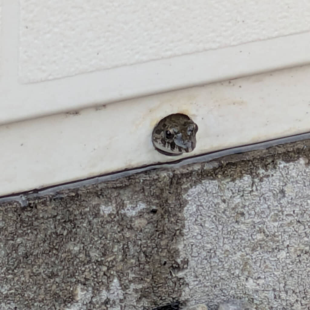 窓からひょっこりカエルさん