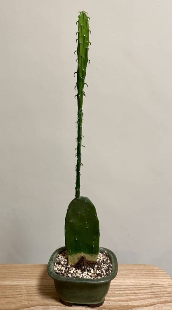 100均で購入したサボテンの現在