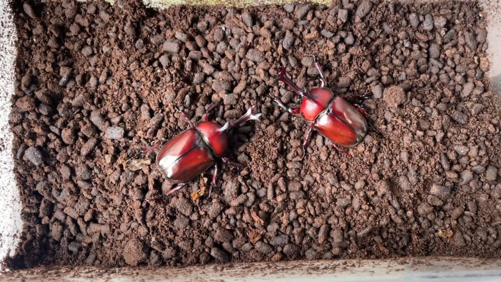 まずは土の上にいた2匹を観察することに
