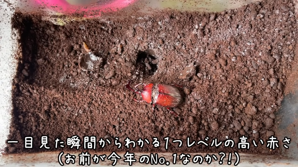 掘り出しながら今年のナンバー1を決めていきます