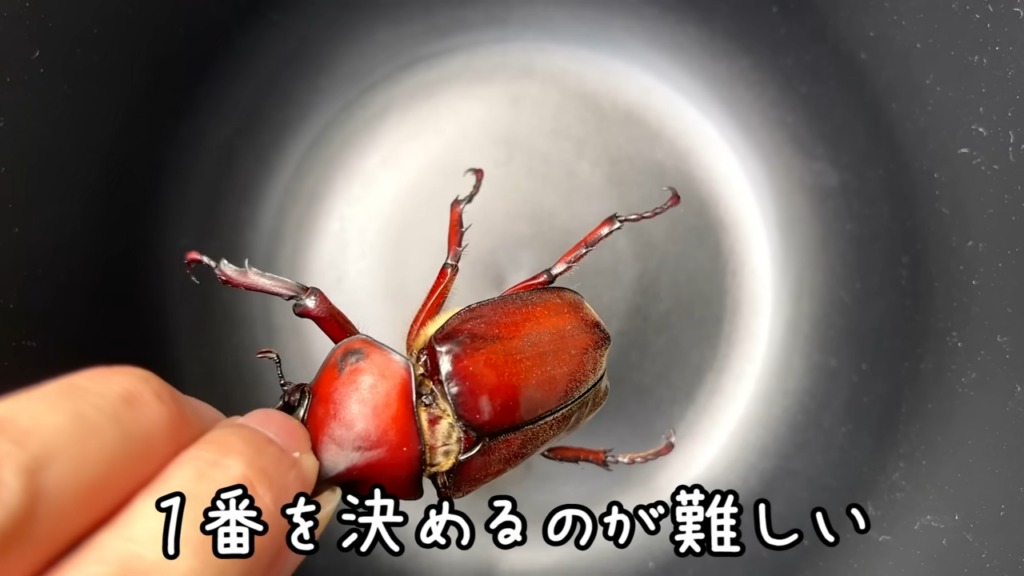 オスのナンバー1を決めかねていたとのこと