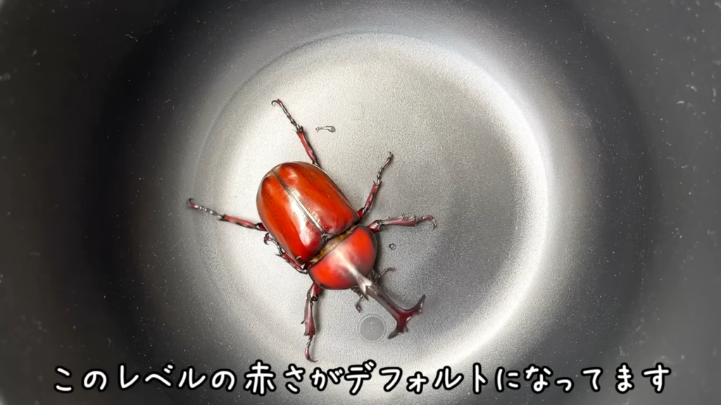 オスはこのくらいの赤さがデフォルトになってきているのだとか